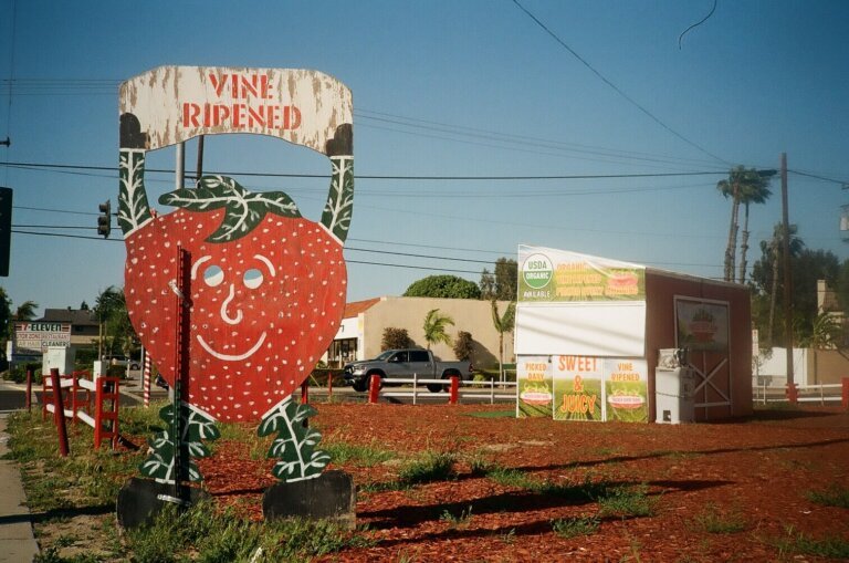 strawberry farm