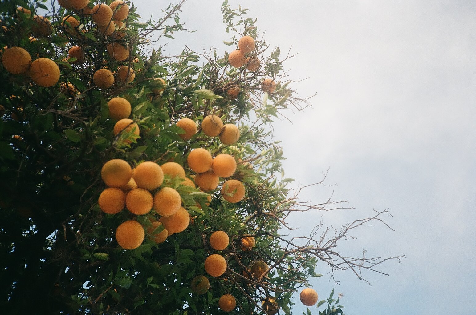 tangerine tree under blue sky