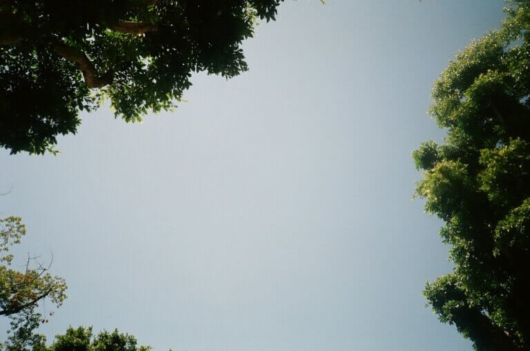 Blue sky framed by green tree branches